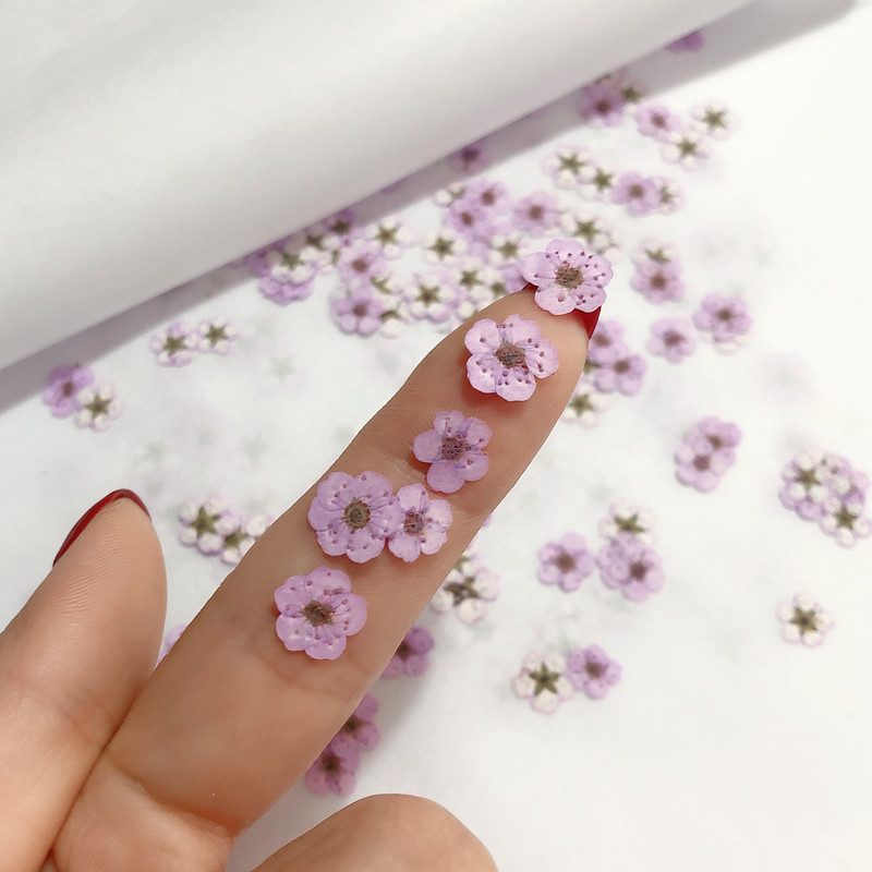 60 pz Mini Pressato Secco Narc - Dried Flower Bookmark recensione e prezzo