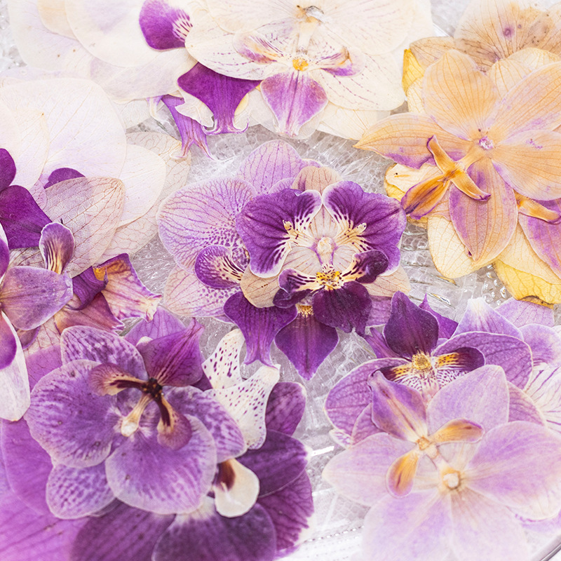 4 Pezzi Fiori di Orchidea Phal - Dried Flower Bookmark recensione e prezzo