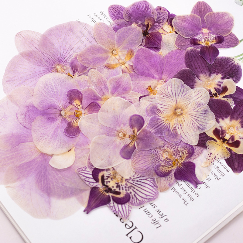 4 Pezzi Fiori di Orchidea Phal - Dried Flower Bookmark recensione e prezzo